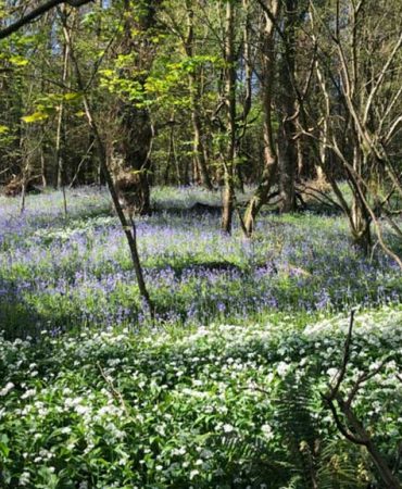 Tawstock Bluebells